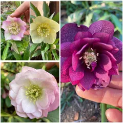 クリスマスローズ苗　1種類 (抜き苗ネコポス発送) 2025年最新】クリスマスローズ 苗の人気アイテム - メルカリ