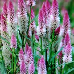夏の花　ケルン・ケイトウの苗 （10本、 植え時）