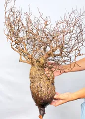 ★本日13時〆 LP56 オペルクリカリア パキプス コーデックス ベアルート株 2025年最新】オペルクリカリア パキプス ベアルートの人気