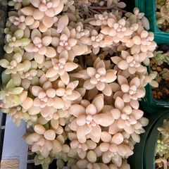 多肉植物 セダム 姫秋麗 (姫秀麗) 抜き苗 - メルカリ