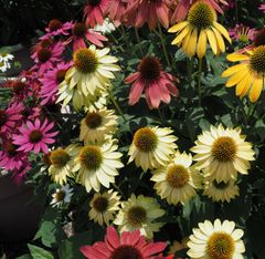 エキナセア　種20粒　花の種