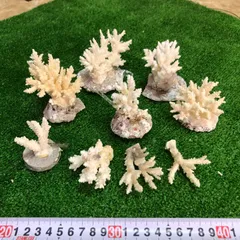 公式激安本珊瑚 8.9g 植物 彫刻 その他