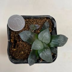 多肉植物　ハオルチア　ムーンストーン　抜き苗　根付き