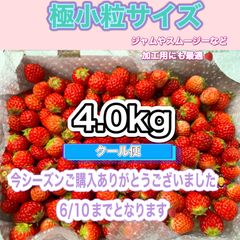極小粒サイズ 約4.0kg　紅ほっぺ　いちご 🍓