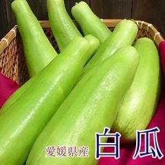 【愛媛県大洲産】しろうり　4ｋ　（送料無料）