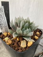 【産地表記アリ】ハオルチア ベヌスタ(37253)