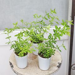 花苗 プリムローズ ジャスミン 2.5号 常緑 つる性 ウンナンオウバイ 黄色い花 春の花