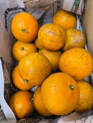 今季残りわずか！沖縄産たんかん　中玉　2キロ
