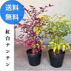紅白ナンテン 2本セット 【送料無料】15cmポット 高さ0.25ｍ 幅0.3ｍ 紅白南天 赤白ナンテン 南天 白南天 ナンテン 白ナンテン ナンテンセット 縁起木 常緑 低木 生垣 小葉南天 正月飾り 正月