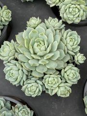 専用　フローレンス錦　抜き苗 専用 原始ロンギシマ錦 抜き苗&ブルーメタル錦&乙女心錦