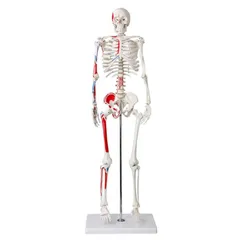 人体骨格模型 直立 スタンド 付 高精度 筋肉起始 85cm 1/2モデル