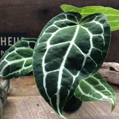 にこまる　アンスリウムセット にこまる様専用 アンスリウムセット 自分で作る寄植えセット