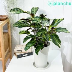 PLANCHU 観葉植物 カラテア エンペラー 6号鉢 受け皿付き 育て方説明書付き Calathea louisae ‘Emperor’