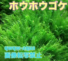2025年最新】ホウオウゴケの人気アイテム - メルカリ