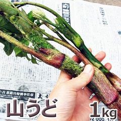 天然　山ウド１ｋｇ（大小バラ詰め）