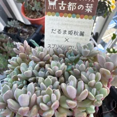 2025年最新】古都の葉の人気アイテム - メルカリ