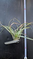 T.ionantha mexico giant bloody gem 子株 - メルカリ