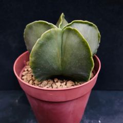 多肉植物 ハオルチア ラモサ 抜き苗 2点セット - メルカリ