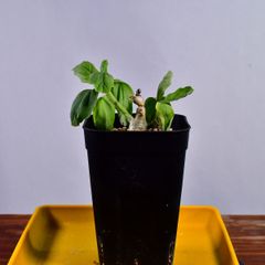 3Q4 実生 プテロディスクス・sp yellow flower Pterodiscus sp yellow flower コーデックス 塊根植物 プレステラ90 プテロディスクスsp yellow flower