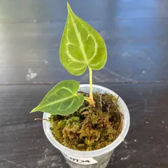 アンスリウム　レアハイブリッド2種　有名店タグ付き　破格 アンスリウム レアハイブリッド2種 有名店タグ付き 破格