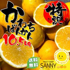 みかん（50ケース限定）特に訳あり 愛媛県産 河内晩柑 箱込10kg+保証分500g（外皮の傷・シミ多め）※沖縄・離島・北海道は発送不可