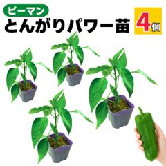 ピーマン 苗 とんがりパワー 4個 ジャンボ 販売 プランター 初心者の方でも育てやすい 家庭菜園 野菜 実生苗 農場直送 9cmポット