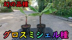 【バナナ苗】幻の品種！グロスミシェルの苗2本（中幹20cm前後）【家庭菜園】
