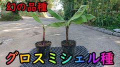 バナナの苗】幻の品種！グロスミシェルの苗2本（中幹80cm前後）【家庭菜園】 - メルカリ