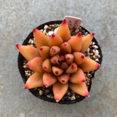 多肉植物 カット苗 エケベリア シェイク 発根済