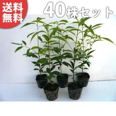 アボカド 接木苗 デューク7 4本セット - メルカリ