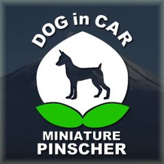 ミニチュアピンシャーのドッグインカーかわいい桃ちゃんの白色ステッカー‼︎