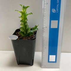 多肉植物　ユーフォルビア　イエローゴースト　抜き苗　根付き