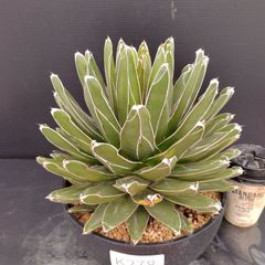 K278【新入荷！】アガベ　ササノユキ　7寸（鉢植え）【多肉植物F】