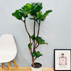 ［現品］81番　カシワバゴムの木　フィカス　リラータ　ストレート　8号　観葉植物　室内　大型　皿付き　シンボルツリー