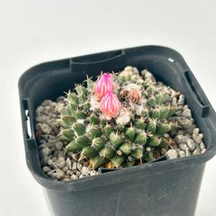【多肉植物】サボテン・マミラリア　影清　Mammillaria sempervivi var.caput-medusae