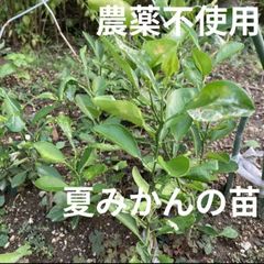 【農薬不使用】夏みかんの苗 抜き苗 アゲハ蝶用にも シンボルツリーに☆