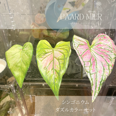 シンゴニウム🌱ダズルカラーセット レイアウトリーフ