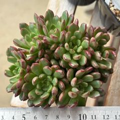 古都の葉さん 小桃いろは 札付き・抜き苗 メルカリ便 大セール‼️古都の葉さん苗❣️小桃いろは❣️札付き❗️多肉