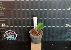 アグラオネマ 　ピクタム　トリカラー Aglaonema pictum tricolor