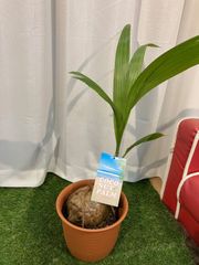 ココヤシ A2 ココパーム ヤシの木 椰子 ココナッツ ヤシ 同等品 観葉植物