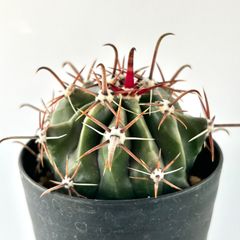【多肉植物】サボテン・フェロカクタス 巨鷲玉  実生　 Ferocactus horridus