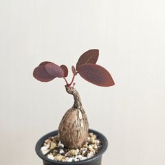 S⑬〚フィランサス・ミラビリス〛Phyllanthus Mirabilis 塊根植物 コーデックス ポット発送