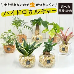 希少サンスベリア シルバー バット抜き苗全部メルカリ便発送沖縄