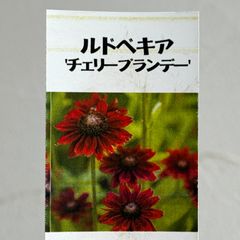 【宿根草】ルドベキア・チェリーブランデー　3.5号ラベル苗
