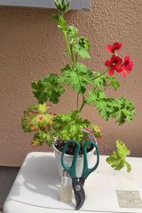ゼラニウム 赤 ミセステイラー