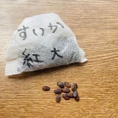 大玉すいか　紅大　スイカ　無農薬　種子