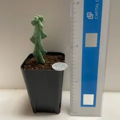 71#多肉植物アエオニウム錦❤️ 女神セッカ ❤️30cm拔き苗 1#多肉植物アエオニウム錦❤️ ニカ ❤️ 朝霞錦❤️1頭10cm拨き