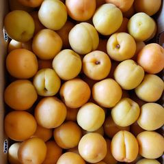 クール便　あんず　平和４ｋｇ（大小バラ詰め）　長野県産　【配送先：東北～関西地域限定】６月中旬頃～出荷