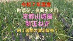 京都府山城産　新玉ねぎ約５ｋｇ