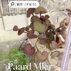 レイアウト用品　フェイクプランツ　爬虫類　両生類